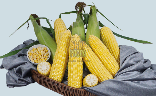 Семена кукурузы Баха F1, суперранний гибрид, суперсладкая, "May Seeds" (Турция), 5 000 шт