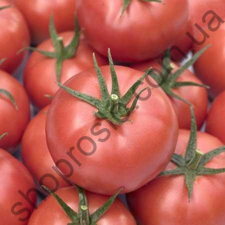 Семена томата Ладженна F1, индетерминантный, 500 шт, "Syngenta" (Швейцария), 500 шт