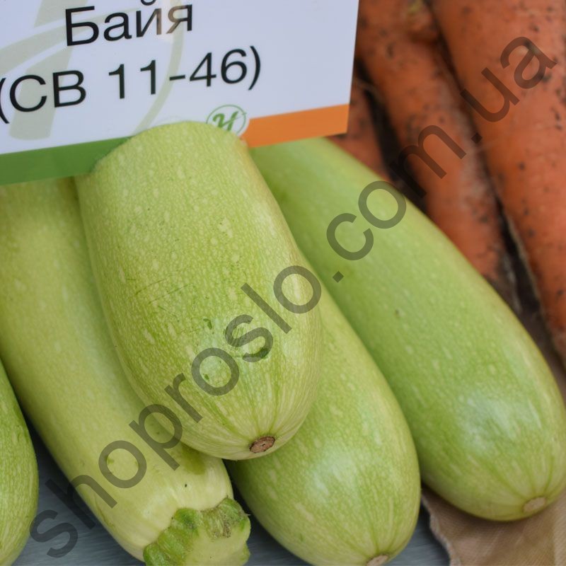 Семена кабачка SB 1146 (Байя) F1, ранний гибрид, 500 шт, "Vilmorin" (Франция), 500 шт