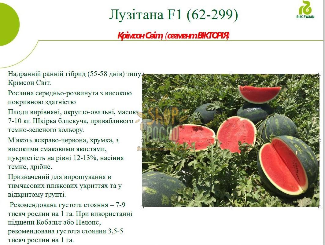 Насіння кавуна Лузітана F1, ультраранній гібрид,"Rijk Zwaan" (Голландія), 100 шт