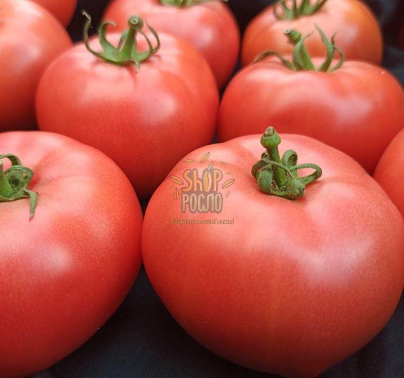 Семена томата Масумі F1, индетерминантный ранний гибрид, "Rijk Zwaan" (Голландия), 100 шт