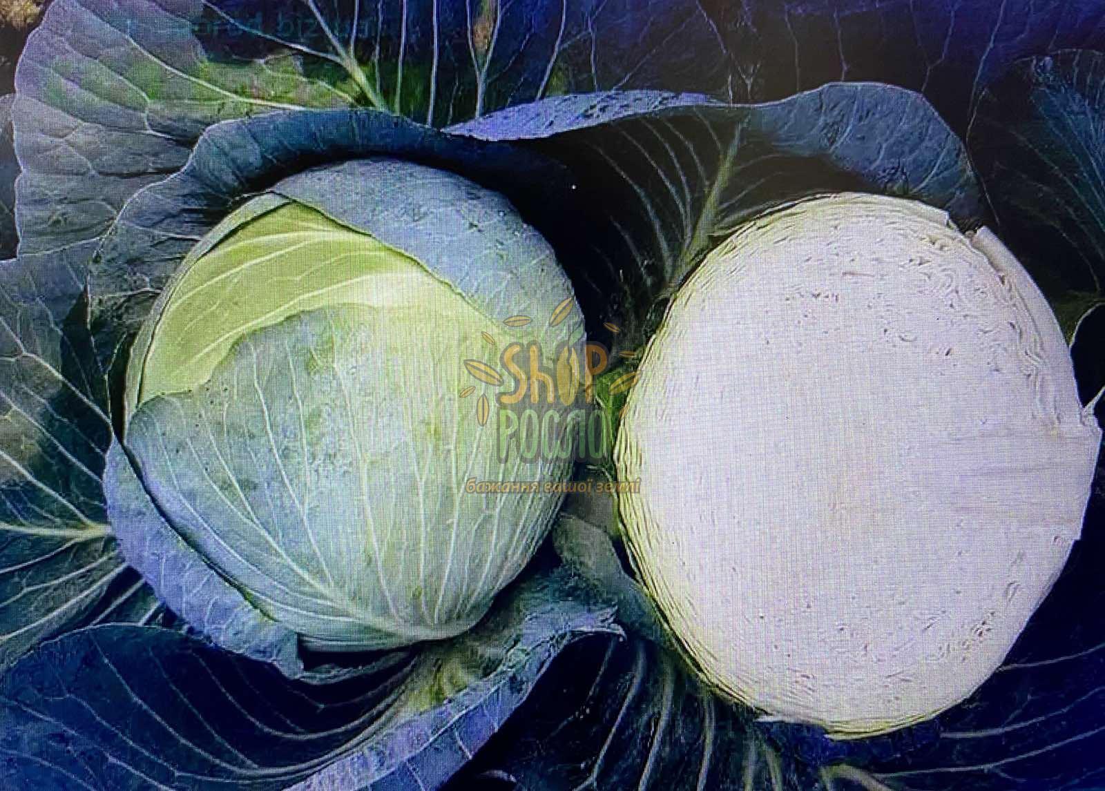 Семена капусты белокочанной Джинтама F1, среднеспелый гибрид,  "Rijk Zwaan" (Голландия), 1 000 шт (калибр)