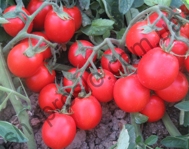 Насіння томату  Албаросса F1, кущовий ранній гібрид, "Cora Seeds" (Італія), 1 000 шт