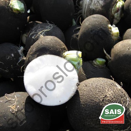 Семена редьки Круглая черная, среднеспелый сорт, черная,  "Sais" (Италия), 500 г