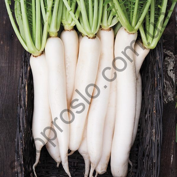 Семена редьки дайкон Вайт Лонг Миноваза, среднеспелый сорт, белая, "Коуэл" (Германия), 500 г
