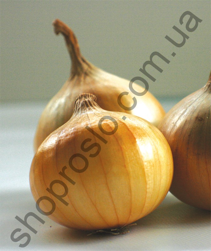 Семена лука озимого Сейхан F1, ранний гибрид, 1 кг, "Tancepa" (Турция), 1 кг