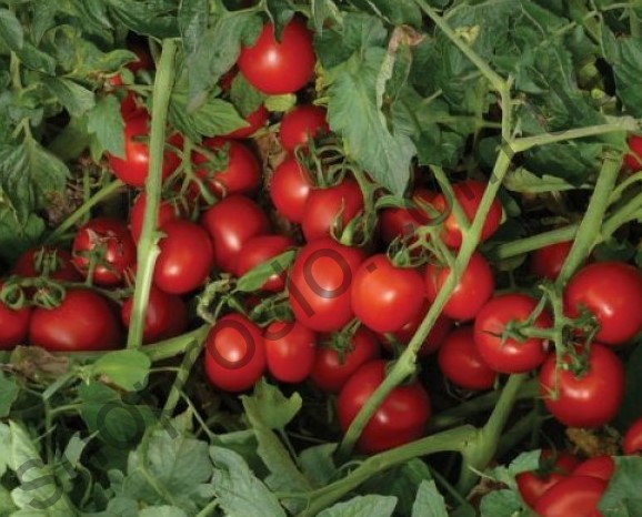 Насіння томату  8504 F1, "Lark Seed"  (США), 5 000 шт