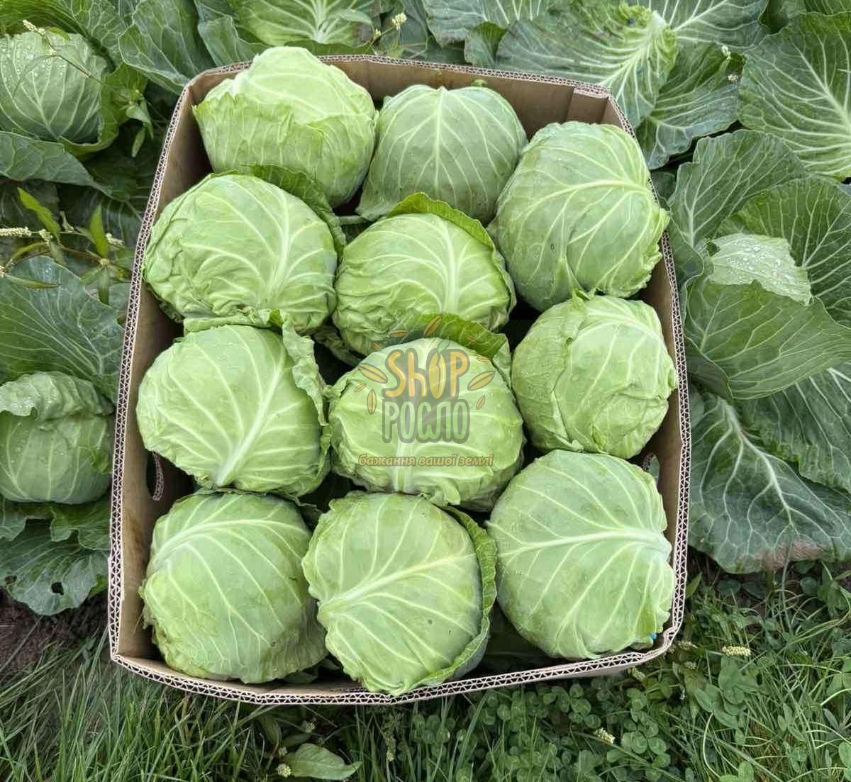 Насіння капусти білоголовой Лема F1, ультраранній гібрид, "Rijk Zwaan" (Голландія), 2 500 шт (калибр)