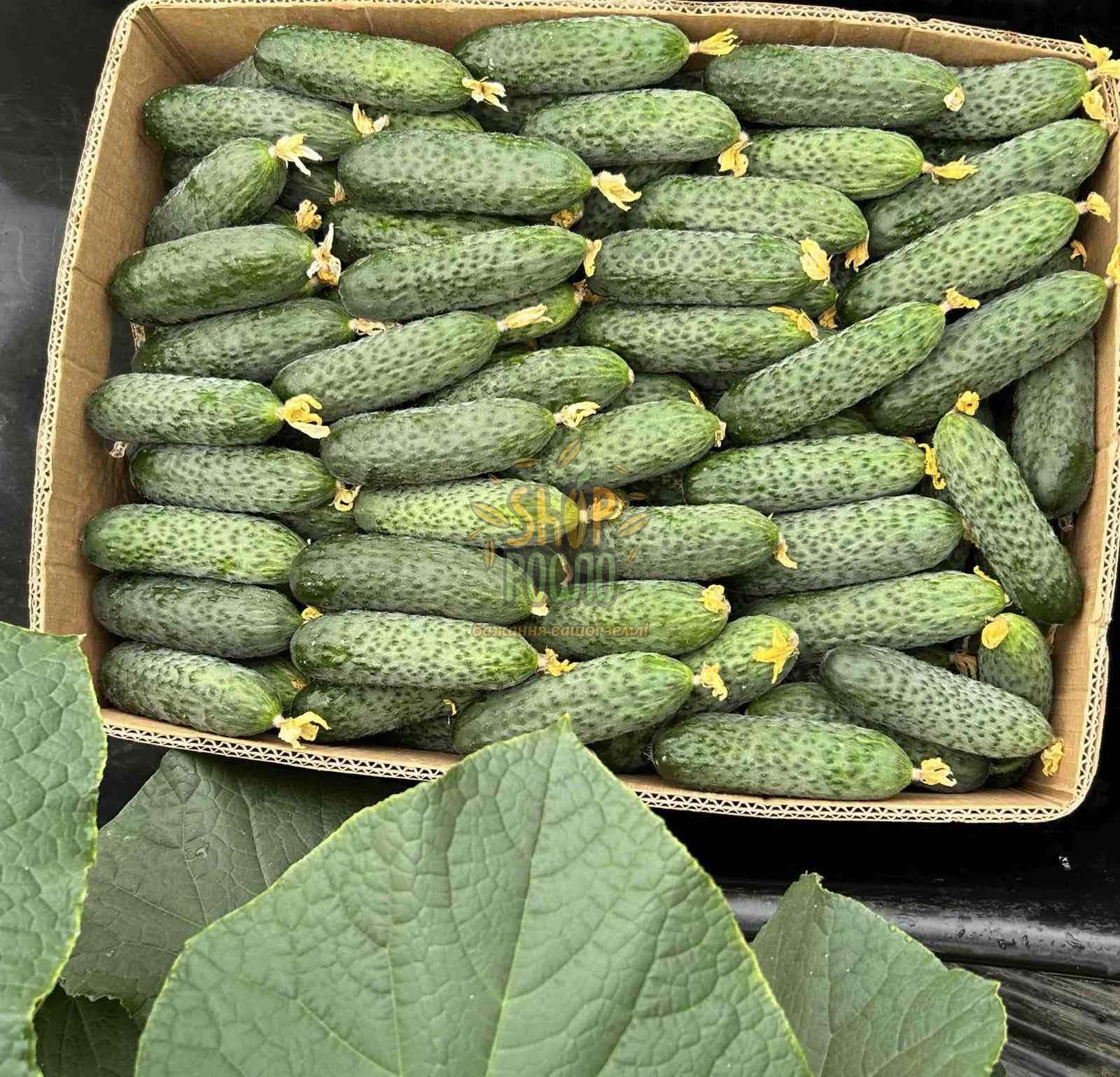 Семена огурца Беттина F1, ультраранний партенокарпический , "Nunhems Bayer" (Голландия), 20 шт (Фас)