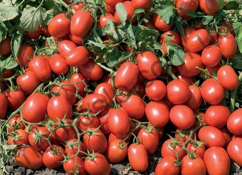 Насіння томату  Адванс F1, "Nunhems Bayer" (Голландія), 1 000 шт
