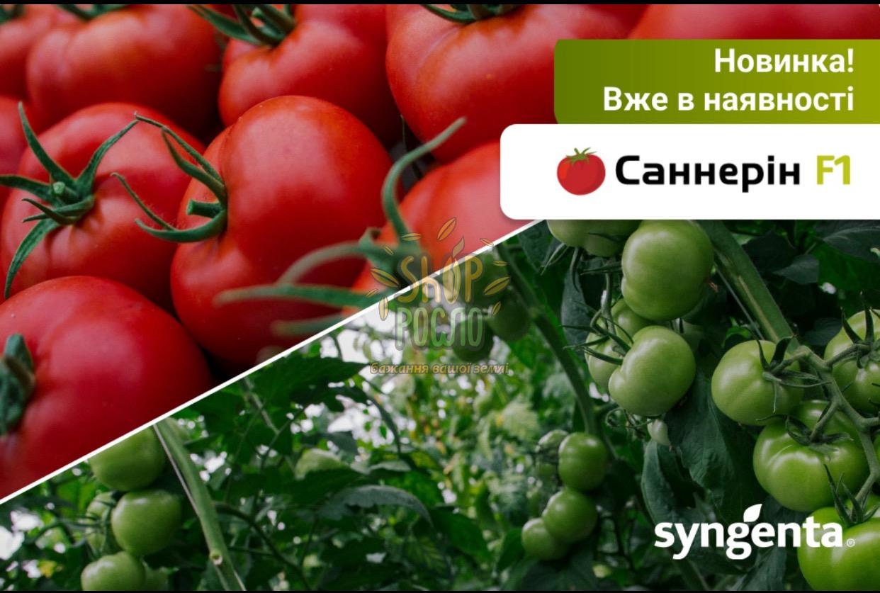 Семена томата Саннерин F1(Бодерин F1), індетермін., ранний гибрид, Syngenta (Швейцария), 500 шт