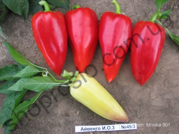 Семена перца Айвенго, ранний сорт, конический, "Nasko" (Украина), 500 г