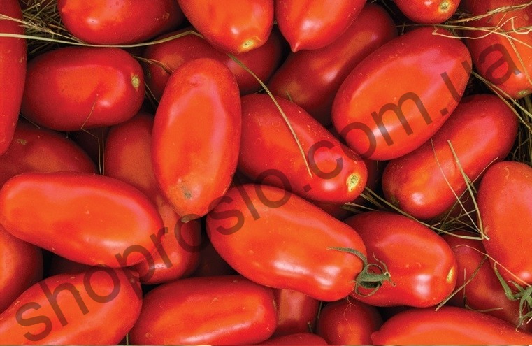 Насіння томату Улісе F1, "Syngenta" (Швейцарія), 1 000 шт