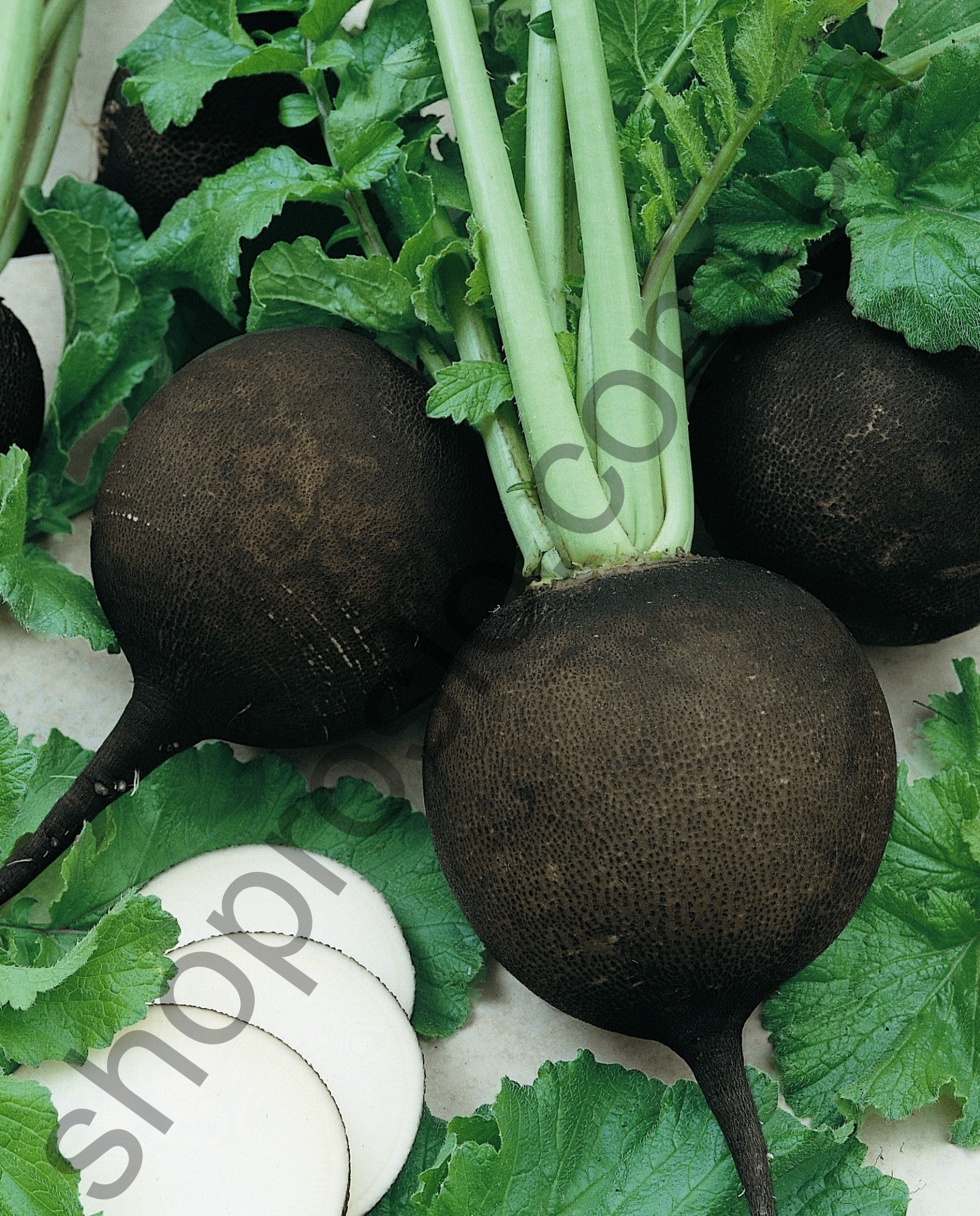 Семена редьки Круглая черная, среднеспелый сорт, черная, "Satimex" (Германия), 500 г