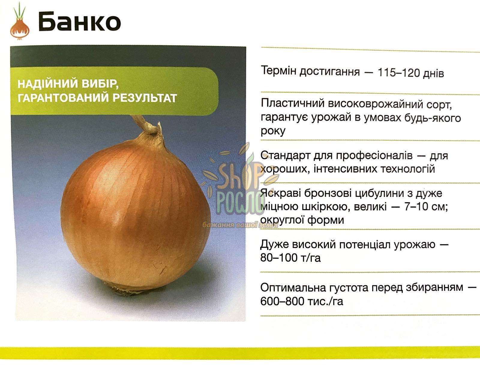 Семена лука репчатого Банко F1, ранний желтый гибрид, Syngenta (Швейцария), 250 000 шт