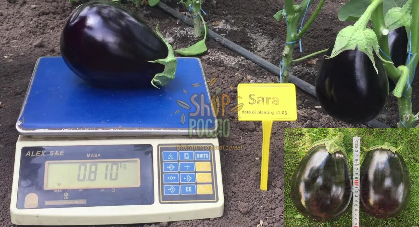 Семена баклажана Сара  F1 , ранний гибрид, "Cora SEEDS" (Италия), 500 шт (Акція)