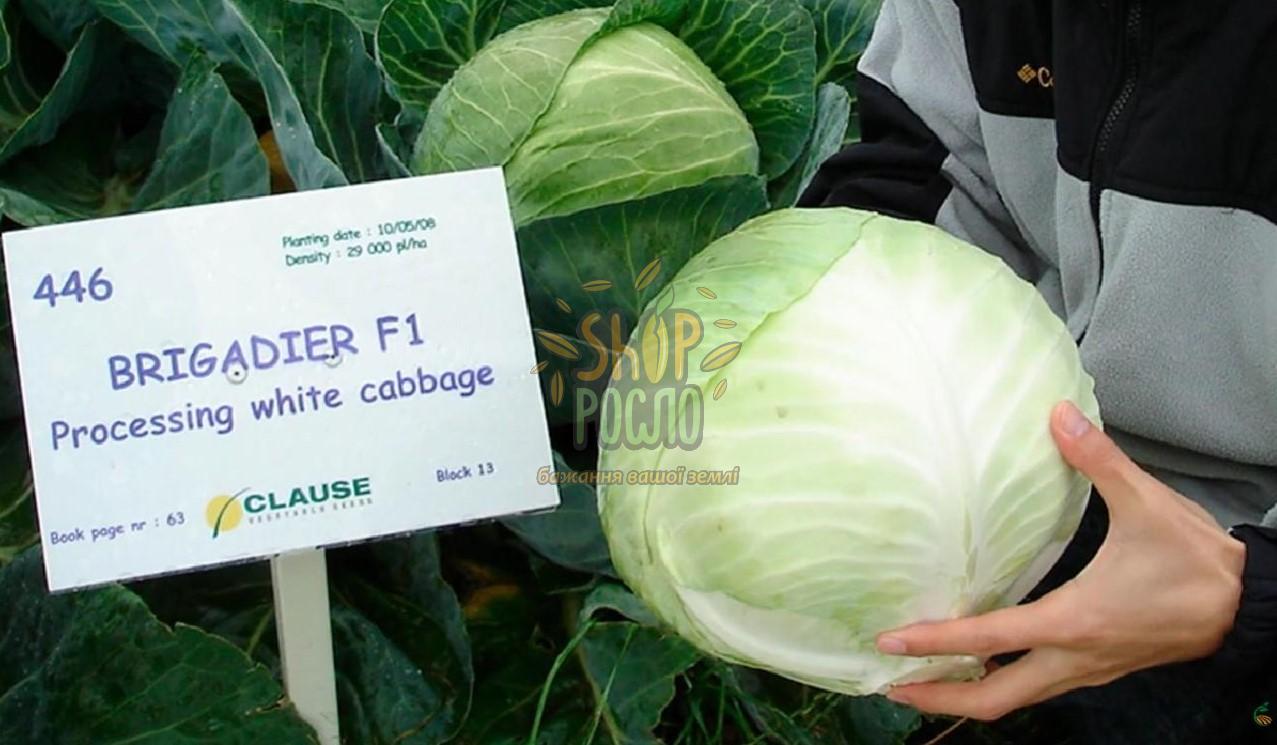 Семена капусты белокочанной Бригадир F1, среднепоздний гибрид, "Clause" (Франция), 2 500 шт