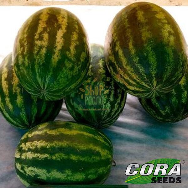 Насіння кавуна Сансвіт F1,середньостиглий гібрид,  "Cora Seeds" (Італія), 500 шт