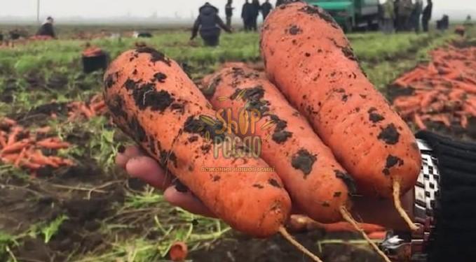 Насіння моркви Болівар F1, середньостиглий гыбрид, "Clause" (Франція), 50 000 шт (1,6-1,8) Фас.