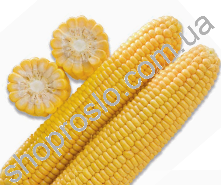 Семена кукурузы 1860 F1, среднеспелый гибрид, суперсладкая, 2500 шт, "Spark Seeds" (США), 2 500 шт