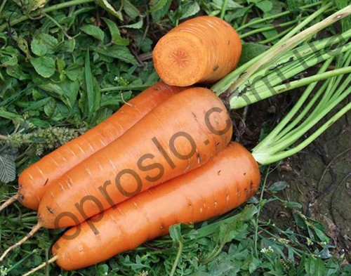 Семена моркови Канада F1, поздний гибрид, "Bejo" (Голландия), 25 000 шт (2,0-2,2)