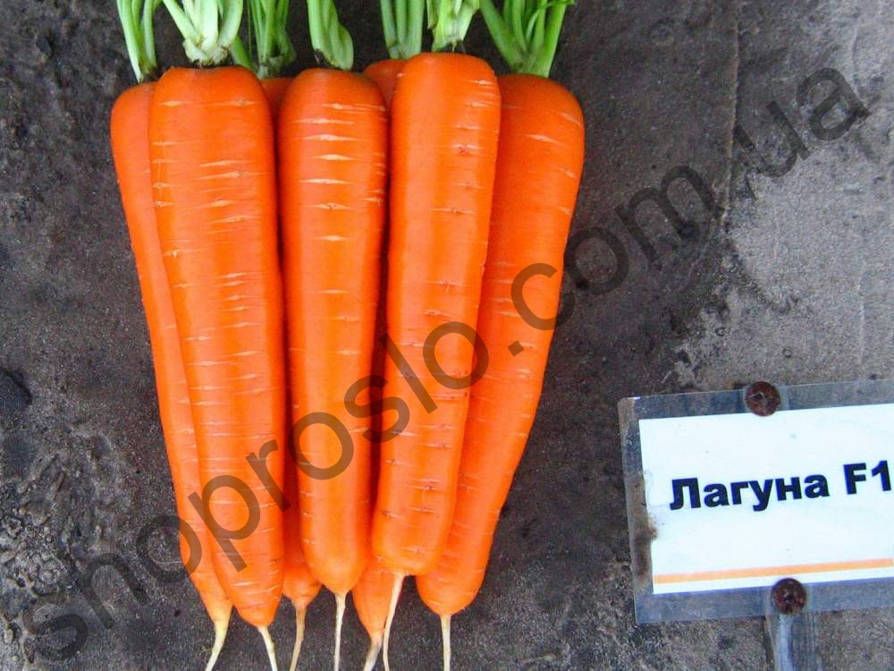 Семена моркови Лагуна F1, ранний гибрид, "Nunhems Bayer"  (Голландия), 100 000 шт (1,6-1,8)