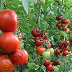 Насіння томату  Дантіна F1, "Syngenta" (Швейцарія), 500 шт