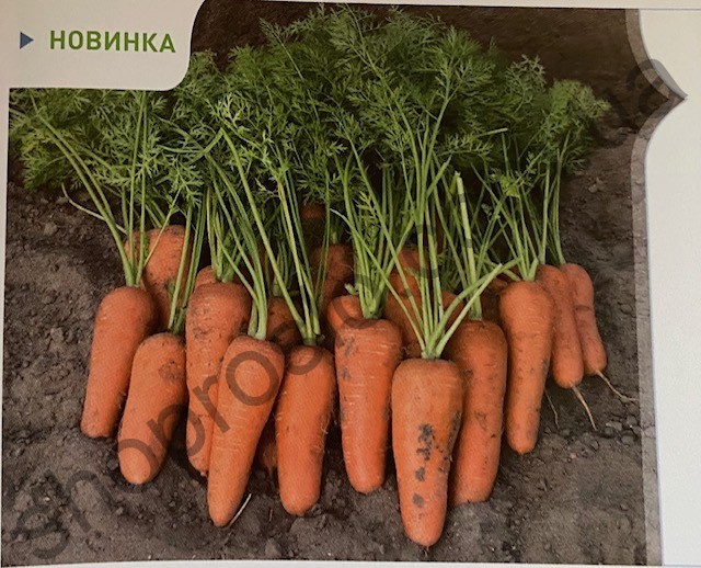 Семена моркови Кесена F1, ранний гибрид, "Bejo" (Голландия), 100 000 шт (2,0-2,2)