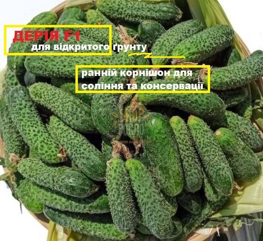 Насіння огірка Дерія F1, ранній гібрид, партенокарпічний, "Enza Zaden" (Голландія), 50 шт (Фас)