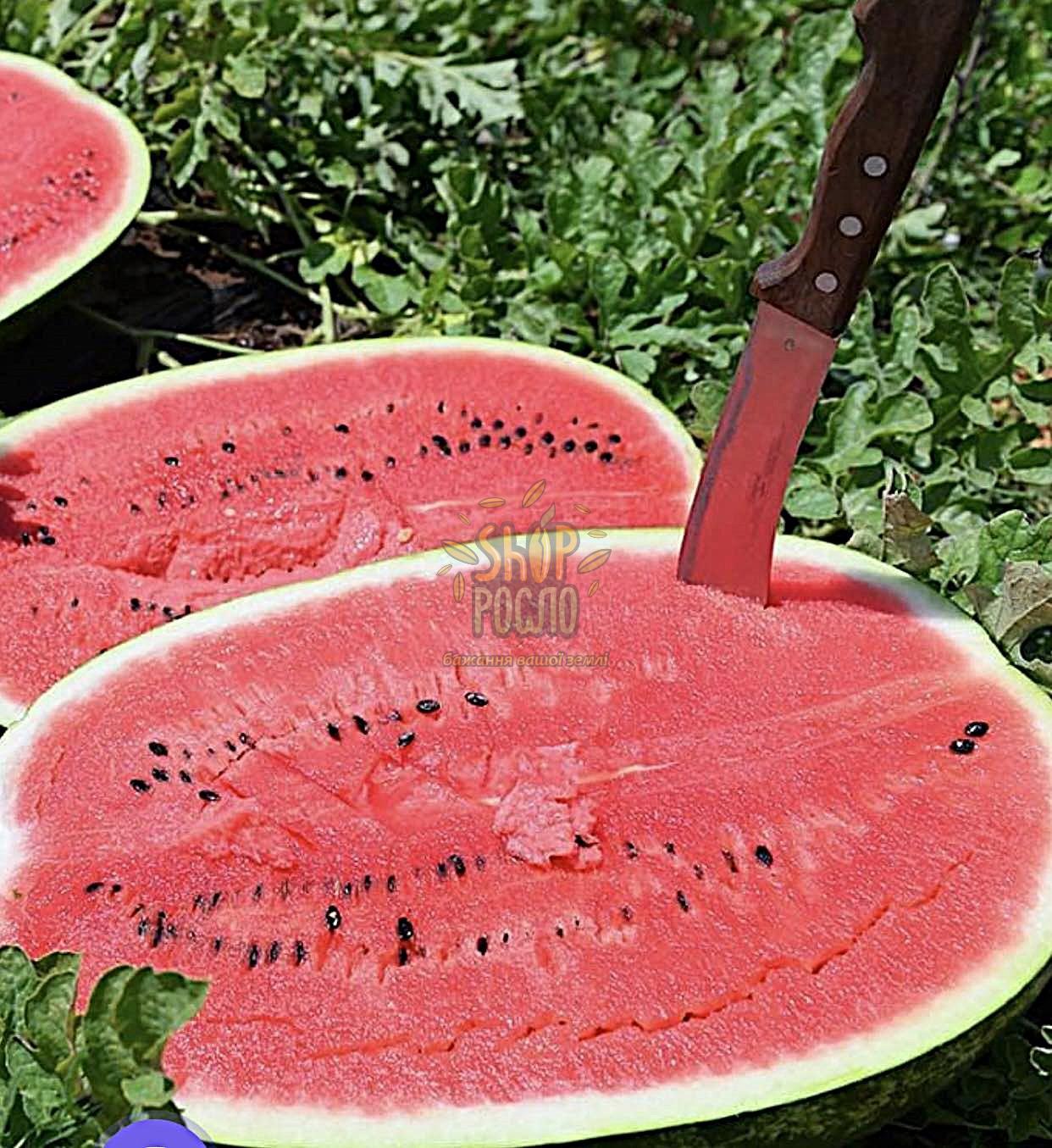 Насіння кавуна Ледус F1,ранній гібрид, "Lark Seed" (США), 1 000 шт