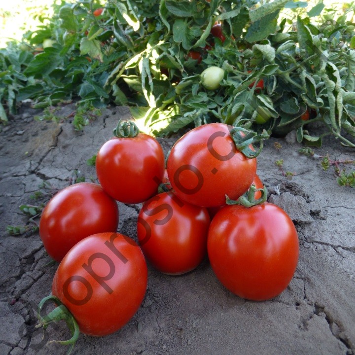 Насіння томату  Асвон F1, детермінантний ранній гібрид, "Kitano Seeds" (Японія), 10 000 шт