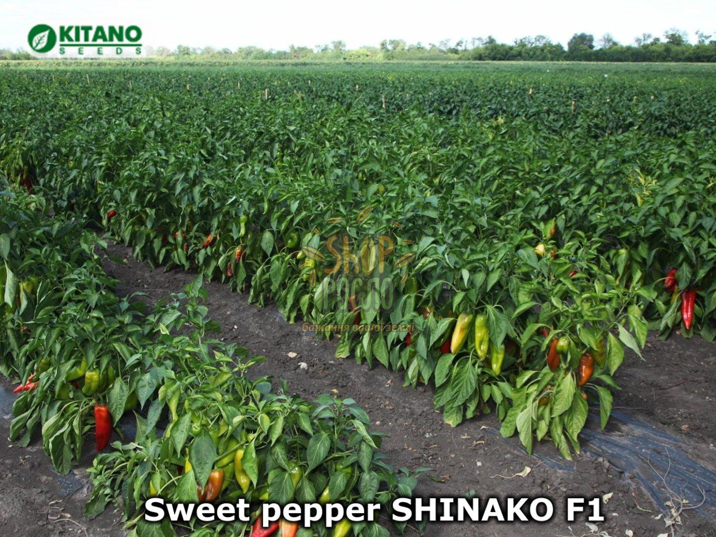 Насіння перцю Шинако F1 (КС 2458 F1 / KS 2458 F1), ранній тип капія, гібрид, "Kitano Seeds" (Японія), 100 шт