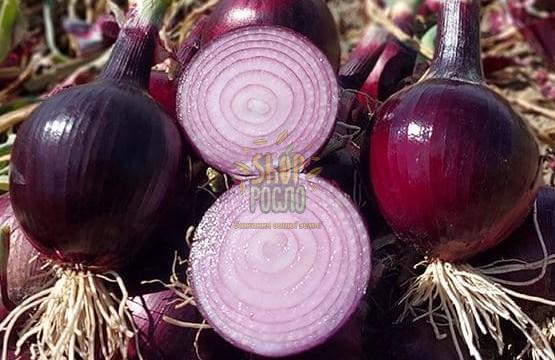 Лук репчатый Дарко F1, середньоранній червоний гібрид, Syngenta (Швейцарія), 50 000 шт