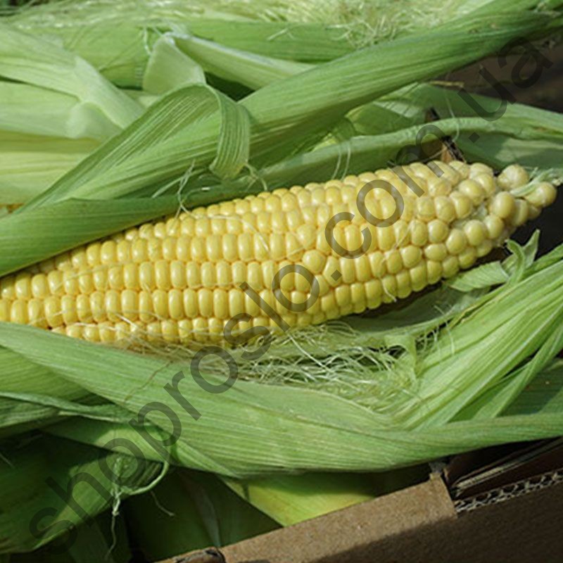 Семена кукурузы SV 1446 F1, суперсладкая, "Royal Sluise"(Голландия), 2 500 шт