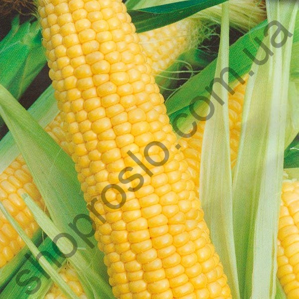 Семена кукурузы Оватона F1, суперранний гибрид, суперсладкая, 1 000 шт, "Clause" (Франция), 5 000 шт