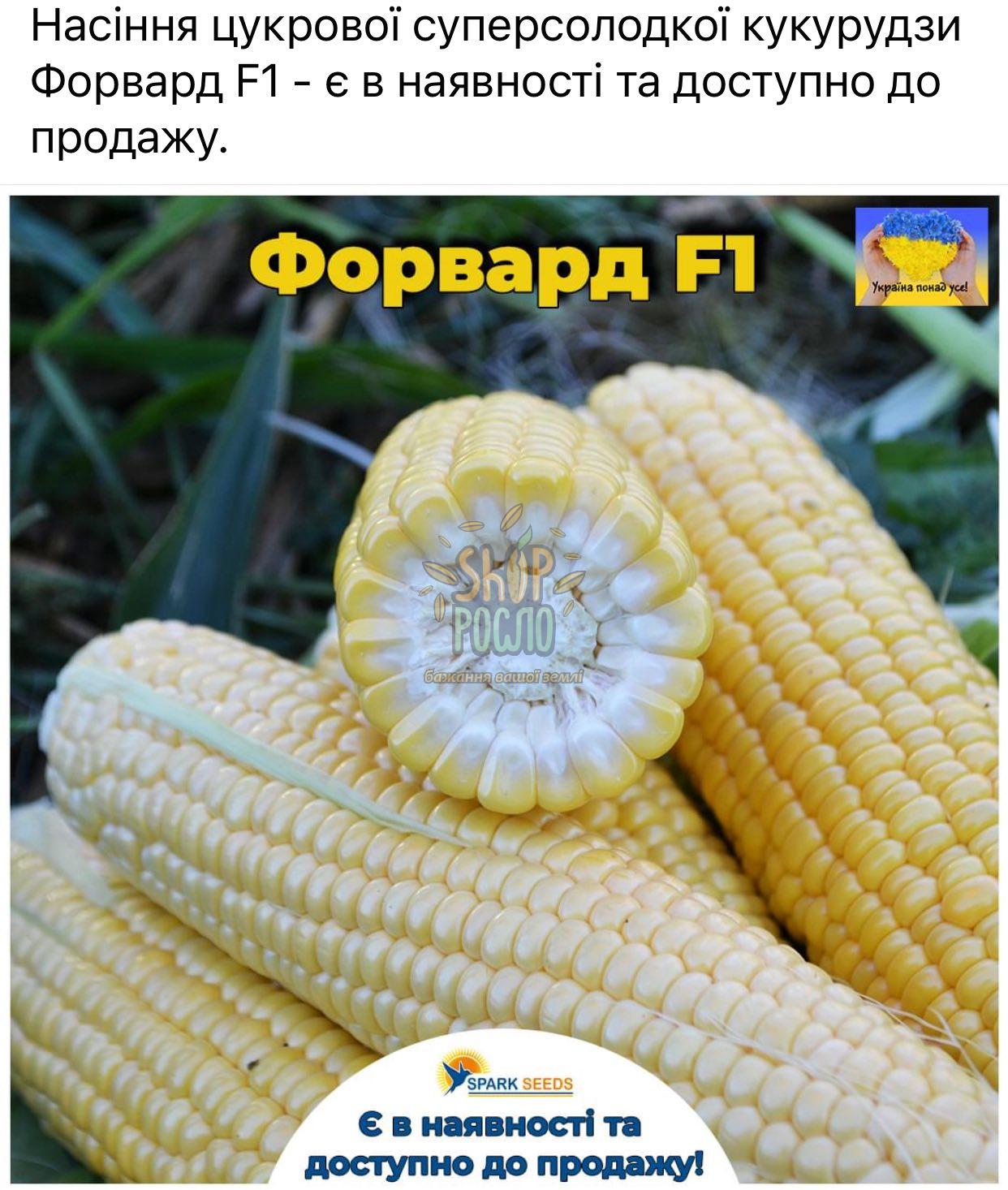 Насіння кукурудзи Форвард 1709 F1, суперсолодка рання,"Spark Seeds" (США), 2 500 шт