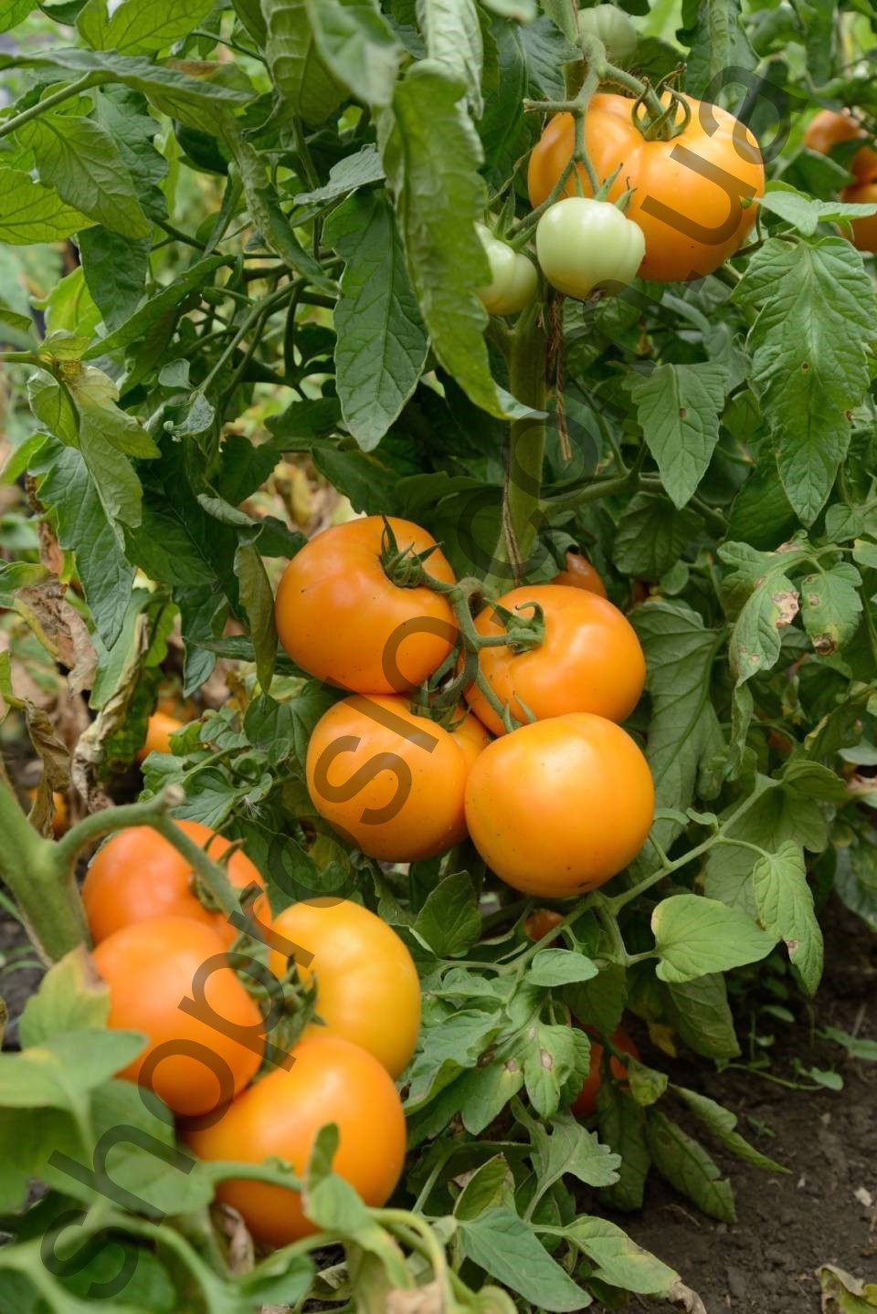 Насіння томату Сонце F1, детермінантний, ранній жовтий гібрид, НИЦССА (Молдова), 1 г