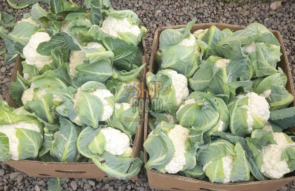 Насіння капусти цвітної  Аламбра F1, середньостиглий гібрид, "Syngenta" (Швейцарія), 2 500 шт