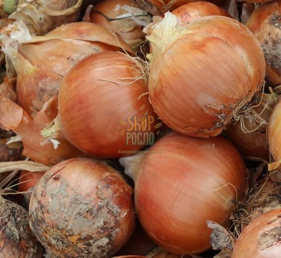 Насіння цибулі ріпчастої Медуза F1, ранній гібрид, "Takii Seeds" (Японія), 50 000 шт (Фас.)