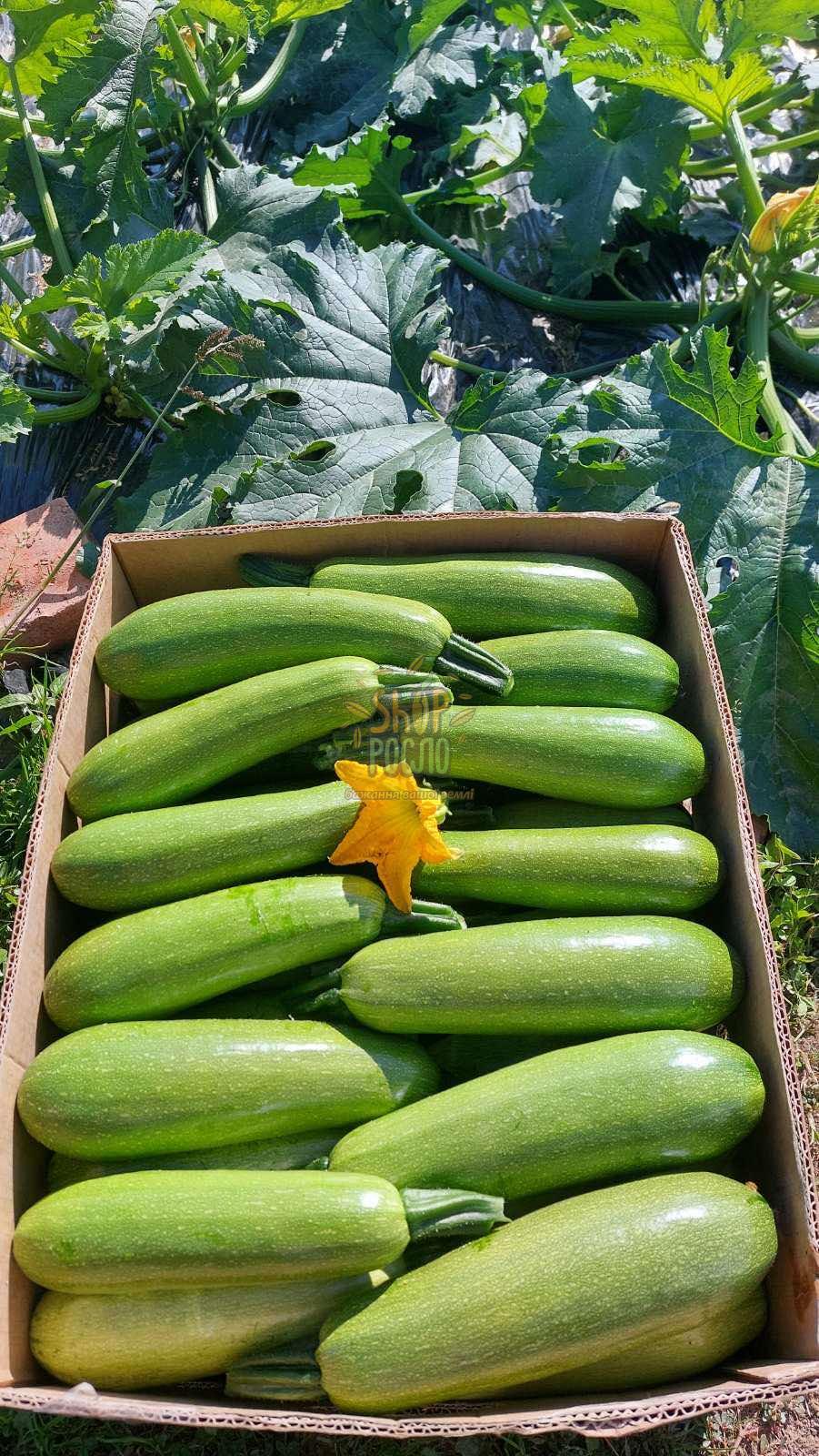 Насіння кабачка  Іскандер F1, "Seminis" (Голландія), 500 шт