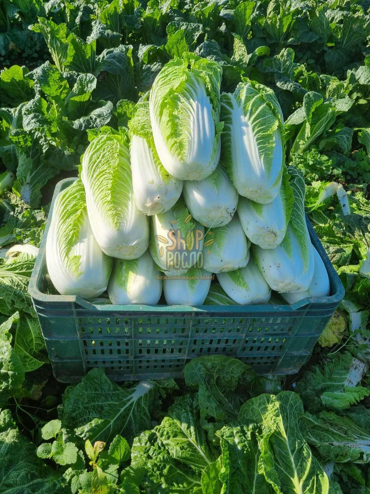 Насіння капусти пекінської Тенсай F1, ранній гібрид, "Kitano Seeds" (Японія), 1 000 шт