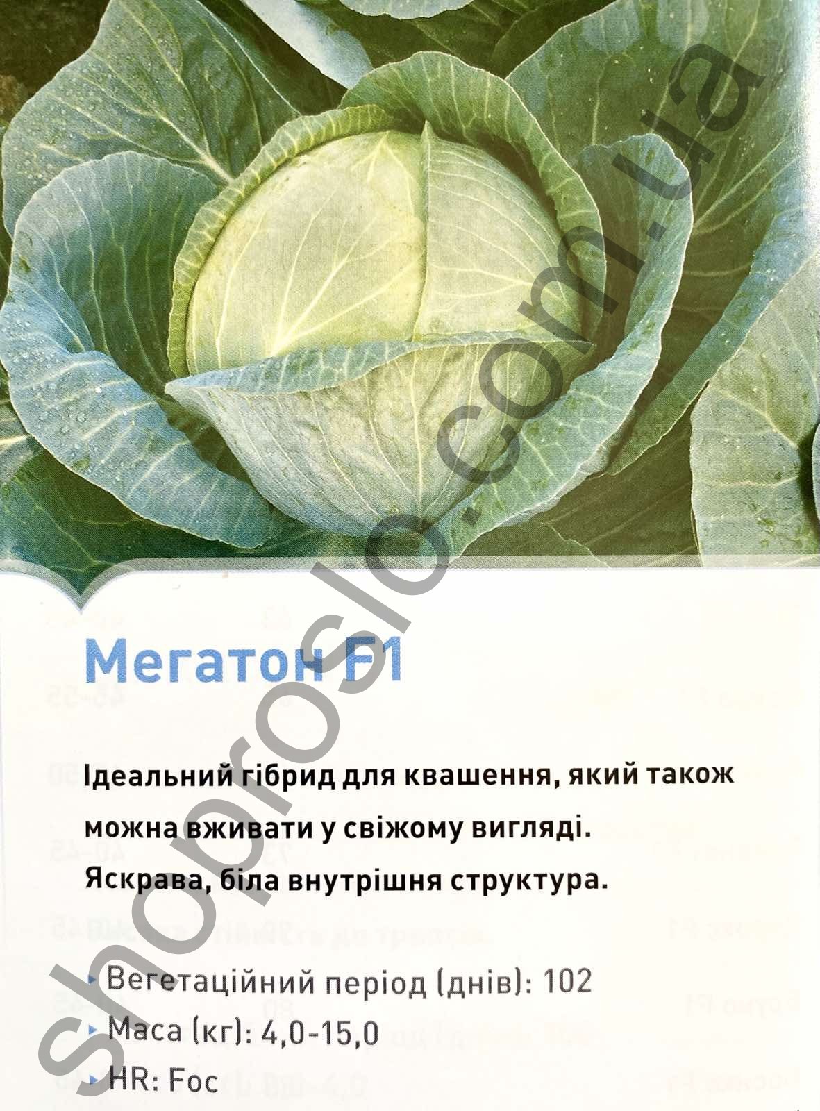 Семена капусты белокочанной Мегатон F1, среднеспелый гибрид,  "Bejo" (Голландия), 2 500 шт