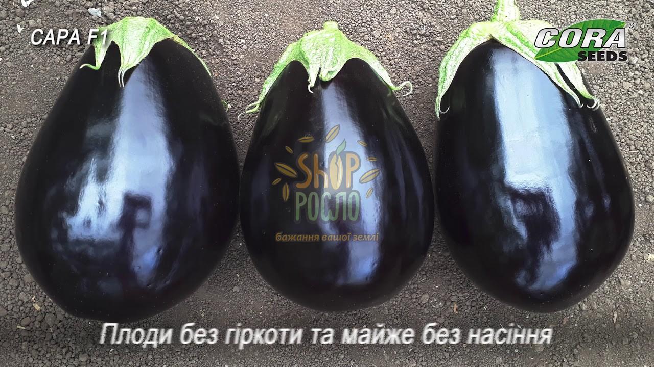 Насіння баклажану Сара  F1,ранній гібрид, "Cora SEEDS" (Італія), 1 000 шт