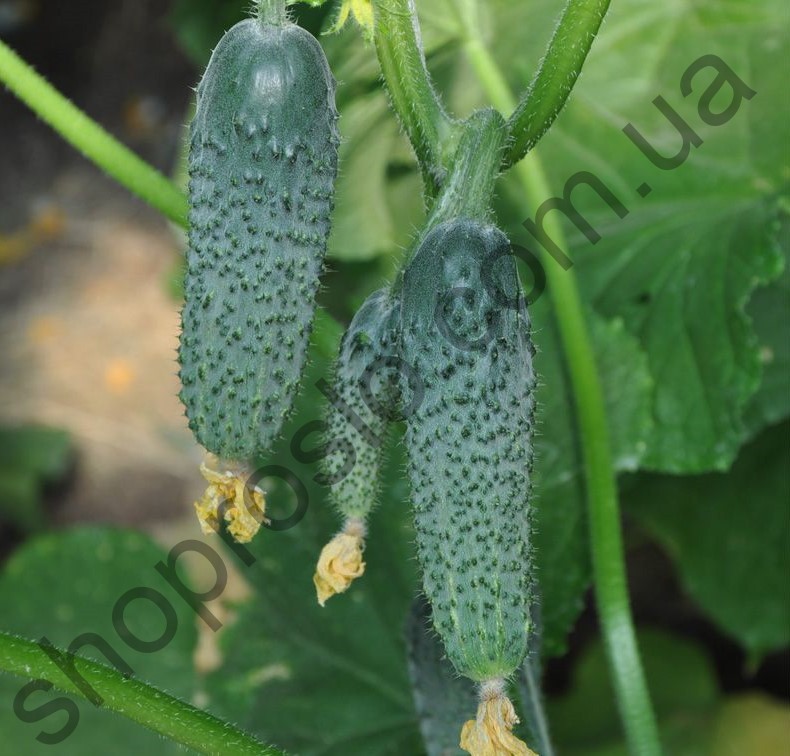 Семена огурца Коломбо GB 08 F1, ранний гибрид, партенокарпический, "Libra Seeds" (Италия), 100 шт