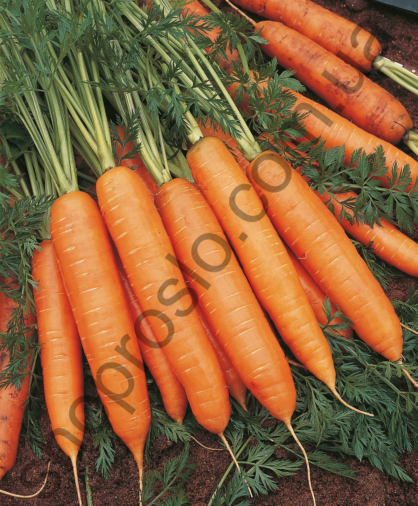Насіння моркви Бермуда F1, "Bejo"  (Голландія), 100 000 шт (2,2-2,4)