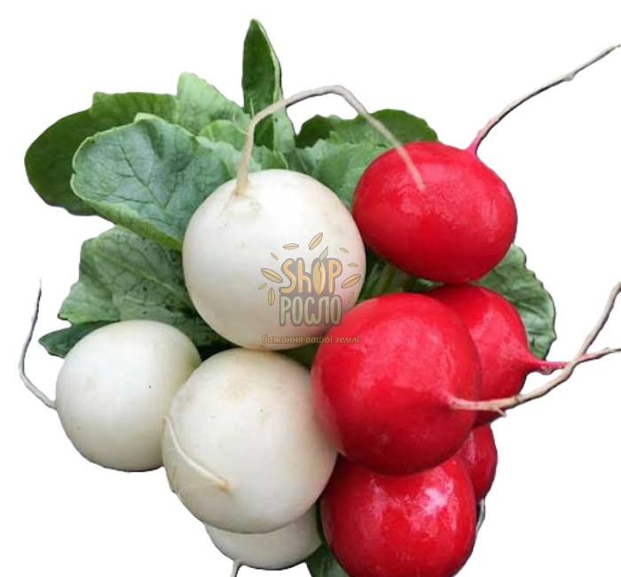 Насіння редису Вайтелла F1, ранній білий гібрид."Hazera"  (Ізраїль), 10 000 шт (3,2-3,4)