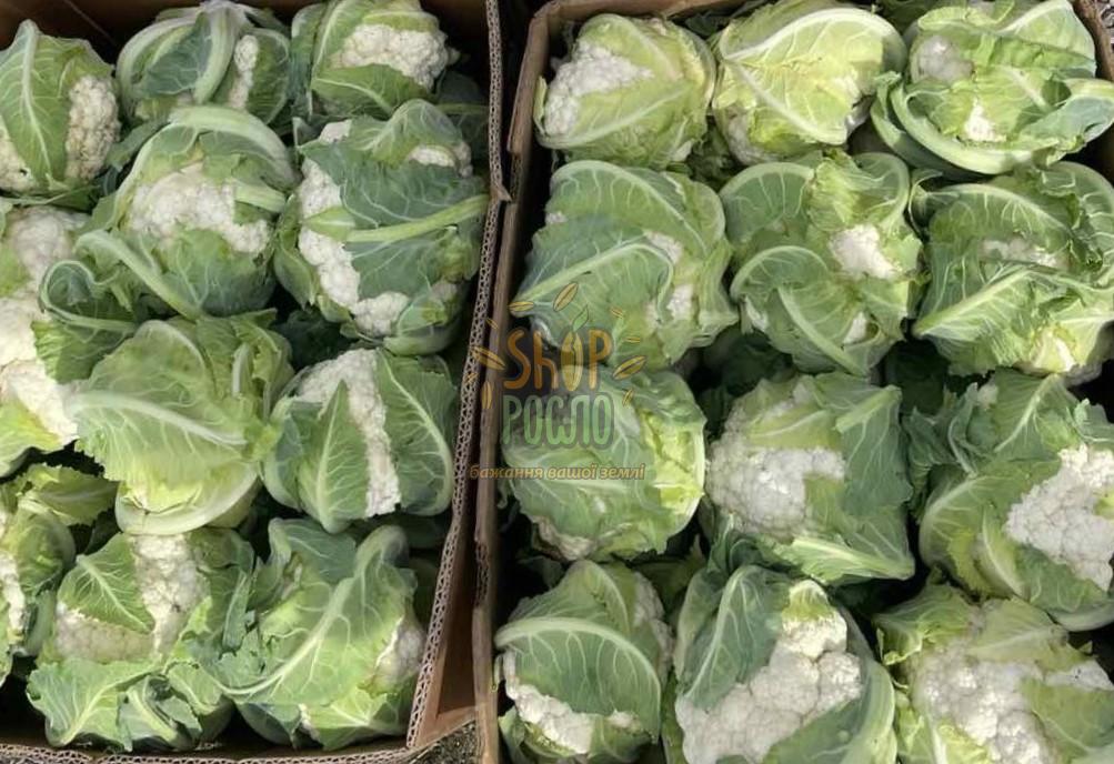 Насіння капусти цвітної Сантамарія (26-58) F1, середньоранній гібрид, "Rijk Zwaan" (Голландія), 2 500 шт