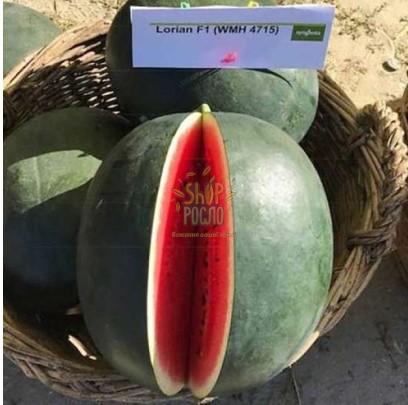 Семена арбуза Лориан F1, ранний гибрид, Syngenta (Швейцария), 1 000 шт