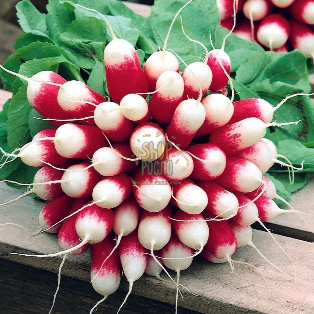 Насіння редису Дует , ранній тип французького завтраку,"Коуел"  (Німеччина), 20 г