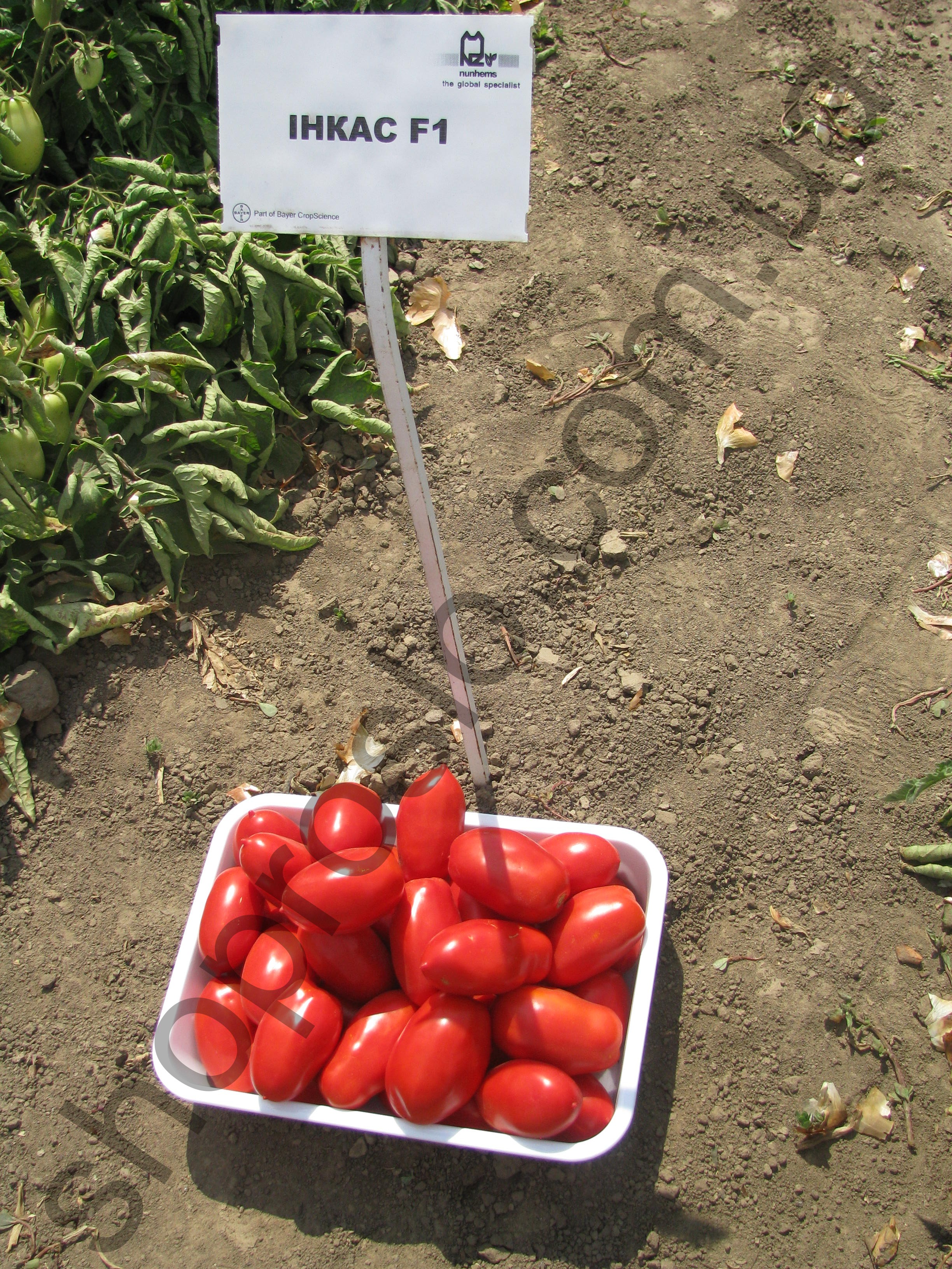 Насіння томату Інкас F1,ранній кущовий гібрид,  "Nunhems Bayer"  (Голландія), 1 000 шт